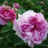 Rose Otto 5ml, 30ml